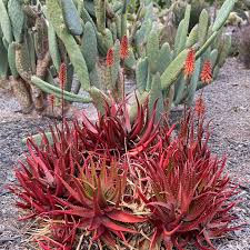 Image result for Aloe cameronii