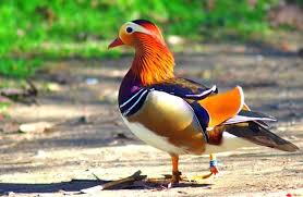 It is closely related to the north american wood duck, the only other member of the genus aix. Mandarin Duck Description Habitat Image Diet And Interesting Facts