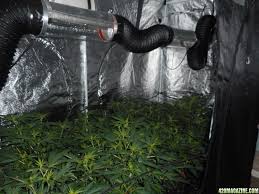 This provides more versatility since the hood reflector works with a wide range of different grow lights. 600w Vs 1000w Hps Cooltube Or Not 420 Magazine