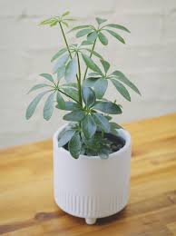 Its place of origin is not one, but two. Dwarf Umbrella Tree Next Day Melbourne Plant Gift Delivery Backyard Botanist
