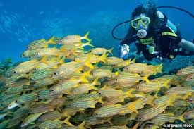 Key West Diving Trips Scuba Snorkeling Info Floridakeys Com