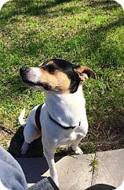 Full Grown Jack Russell Terrier Black And Brown Prairieville La Jack Russell Terrier Meet Jefferson A Dog For Adoption Jack Russell Terrier Jack Russell Dogs Dog Friends