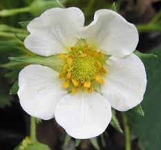 Image result for květopas jahodníkový