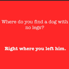 I never knew my real ladder. Pin By Jg On Quotes And Other Words Corny Jokes Anti Jokes Cheesy Jokes