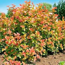 'nana,' a dwarf variety (five feet by five uses for shrubs, companion plants, and care tips. Pin On Garten