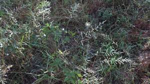 Image result for Eragrostis gummiflua