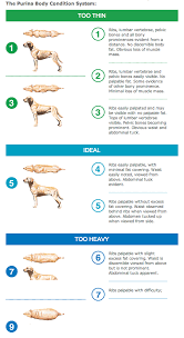 Fluffy Or Fat Weight Loss For Your Pet Could Mean A Longer