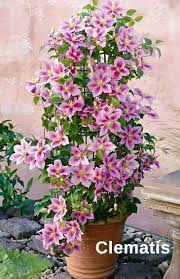 The best time to prune these plants is late summer, right after they bloom. Top 10 Pergola Plants To Grow In Your Pots Clematis Plants Climbing Flowers Climbing Clematis