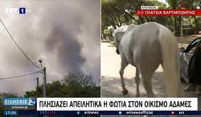 Ανησυχία για τις δραματικές διαστάσεις, που έχει πάρει η φωτιά στη βαρυμπόμπη και τα εκατοντάδες άλογα που υπάρχουν μέσα στους ιππικούς ομίλους της περιοχής. Pj00cs75lsfwlm