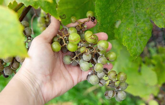 Botrytis Cinerea or Oidium Tuckeri on Grapes. a Person's Hand Shows How the Fungal Disease Turns the Grape Clusters Gray. Stock Photo - Image of crop, grape: 403776496