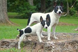 The average example of the breed stands 10 to 22 inches tall. Rat Terrier Dog Breed Information