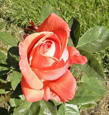 Image result for tea roses