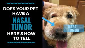 Drastic decline in their appetite or no interest in eating at all Does Your Pet Have A Nasal Tumor Here S How To Tell Vlog 117 Youtube