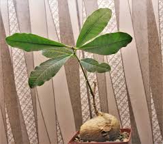 Image result for Stathmostelma fornicatum