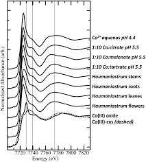 Image result for Haumaniastrum