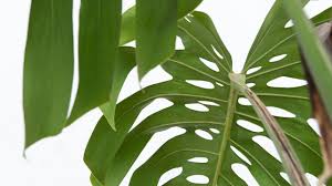Learn how to care for the monstera deliciosa and other monstera varieties indoors! Monstera Deliciosa Care Guide Mulhall S