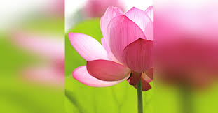 Obituary information for Linda Salazar