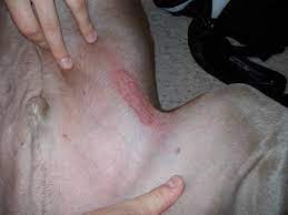 Recurring Dog Skin Rash Even After 3 Rounds Antibiotics Organic Pet Digest