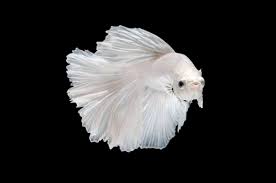 Follow my instagram @fishing _pf background music : 650 Betta Fish Names For All Different Types And Colors