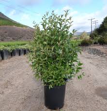 Image result for Ligustrum lucidum