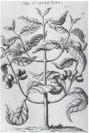 Great offers on site, order now The Rise Of Coffee American Scientist