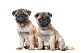 Entra a la pagina web y descubrelo. Incrocio Tra Un Carlino E Uno Shih Tzu Foto Premium