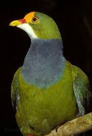 Pin De Erdal Yavas Em Bird Bird Passaros Bonitos Animais Lindos Animais