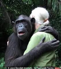 Jane Goodall Gets Tender Hug From Chimp Before Its Release Good News Network Jane Goodall Chimpanzee Animal Hugs