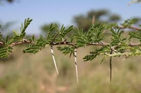 Image result for Acacia luederitzii