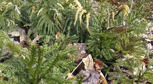 Baby blue eyes spruce 6′ to 7. Princess Pine Home Facebook