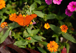Florida native plants florida flowers red sunflowers florida gardening florida plants landscaping medicinal plants flower seeds aloe vera wild flowers. Simple Ways To Attract Butterflies To Your Yard This Summer Forsyth News