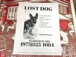 Image result for lost dog signs