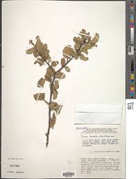 Image result for Turraea robusta