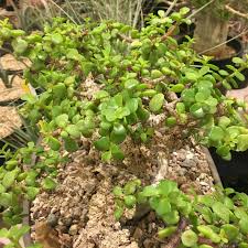 Image result for Portulacaria