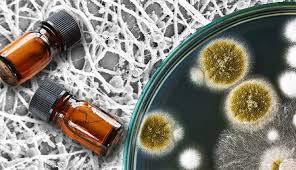 Uleiuri Esentiale Pentru Infectiile Cu Candida Albicanis