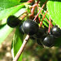 Prunus virginiana wikipedia from en.wikipedia.org