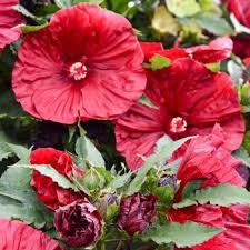 Image result for Hibiscus torrei