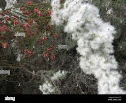 Image result for Eriocephalus racemosus