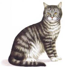 There are several wild cat breeds and species of wild cats kept as pets, but they are not domestic animals. Cat Breeds A Z Q Files Search Read Discover