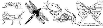 Coloring and activity books for all ages: Insect Coloring Pages