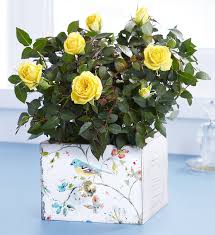 When you need to find a beautiful gift to send to a loved one turn to. Flowers For Sale Discount Flowers 1800flowers