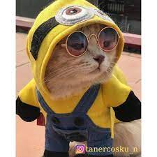 en iyi kedi fotografi kedi cat instagram fotograf cute animals cute baby cats cute baby animals