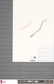 Image result for Congolanthus