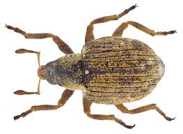 Image result for Macrotyloma stipulosum