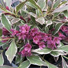 By the way, i love all kinds of weigela. My Monet Purple Effect Weigela Garden Crossings