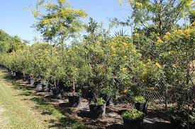 Image result for Brya