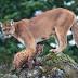 Cougar