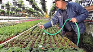 Contine 7 bacterii si o tulpina de drojdie. Fabrica De Plante Www Fabricadeplante Ro Youtube