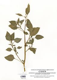 Image result for Amaranthus dubius