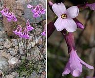 Image result for Stachys aculeolata